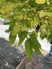 Celtis reticulata
