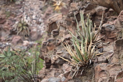 Agave difformis