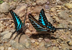 Graphium policenes policenes