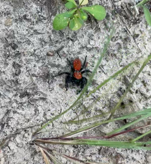 Phidippus cardinalis