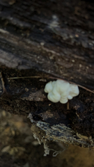 Ductifera pululahuana