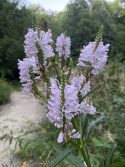 Physostegia