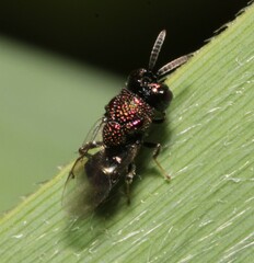 Perilampus aeneus