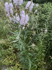 Physostegia