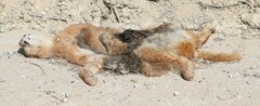 Caracal caracal caracal