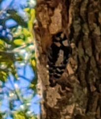 Dryobates pubescens