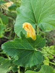 Cucurbita moschata