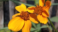 Bidens aurea
