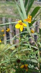 Bidens aurea