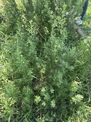 Amaranthus polygonoides