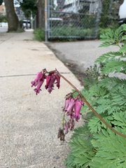 Dicentra eximia