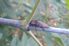 Dicercini