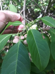 Euonymus atropurpureus