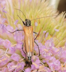 Oedemera femorata