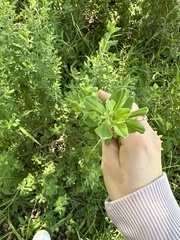 Amaranthus polygonoides