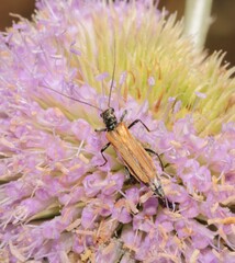 Oedemera femorata