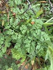 Dicentra eximia