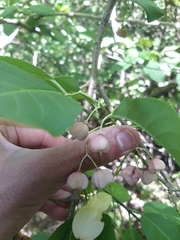 Euonymus atropurpureus