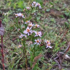 Tripolium pannonicum