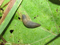 Krynickillus melanocephalus