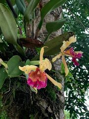Cattleya dowiana