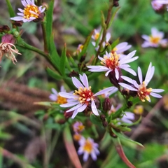 Tripolium pannonicum