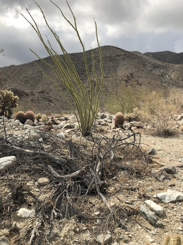 iNaturalist observation photo of ocotillo