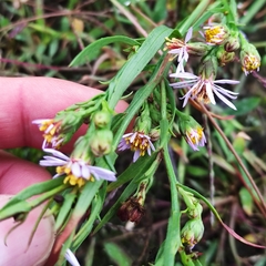 Tripolium pannonicum