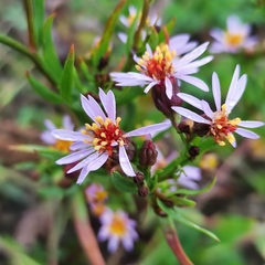 Tripolium pannonicum