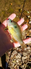 Lepomis megalotis