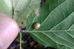 Calvia decemguttata