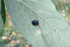 Chilocorus renipustulatus