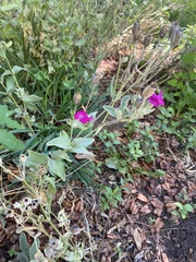 Mirabilis multiflora