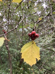 Crataegus