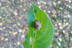 Piezodorus lituratus