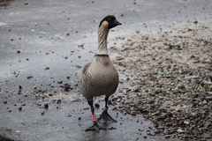 Branta sandvicensis