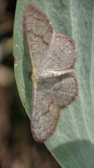 Leptostales pannaria