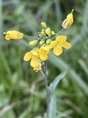 Brassica rapa