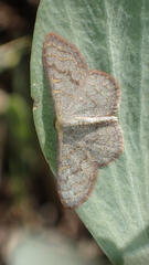 Leptostales pannaria