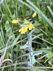 Brassica rapa