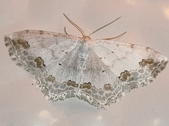 Scopula ornata