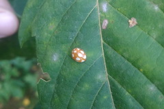 Calvia decemguttata
