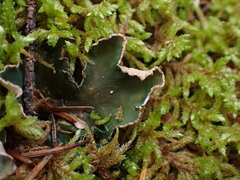 Peltigera