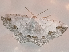 Scopula ornata