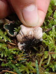 Peltigera