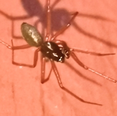 Lepthyphantes
