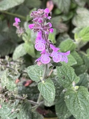 Stachys bullata