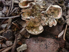 Illosporium carneum