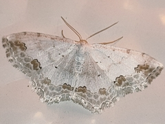 Scopula ornata