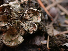 Illosporium carneum